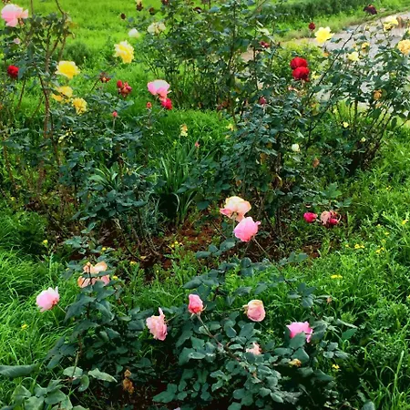 Lantställe Oread Garden *